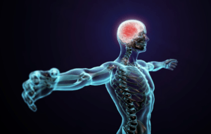 18 Prendre conscience du fonctionnement du corps et du cerveau-image