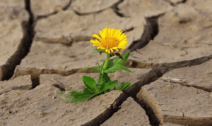 73 Pensées négatives et pensées positives : état des lieux, et recherche d'un mieux-être.-image
